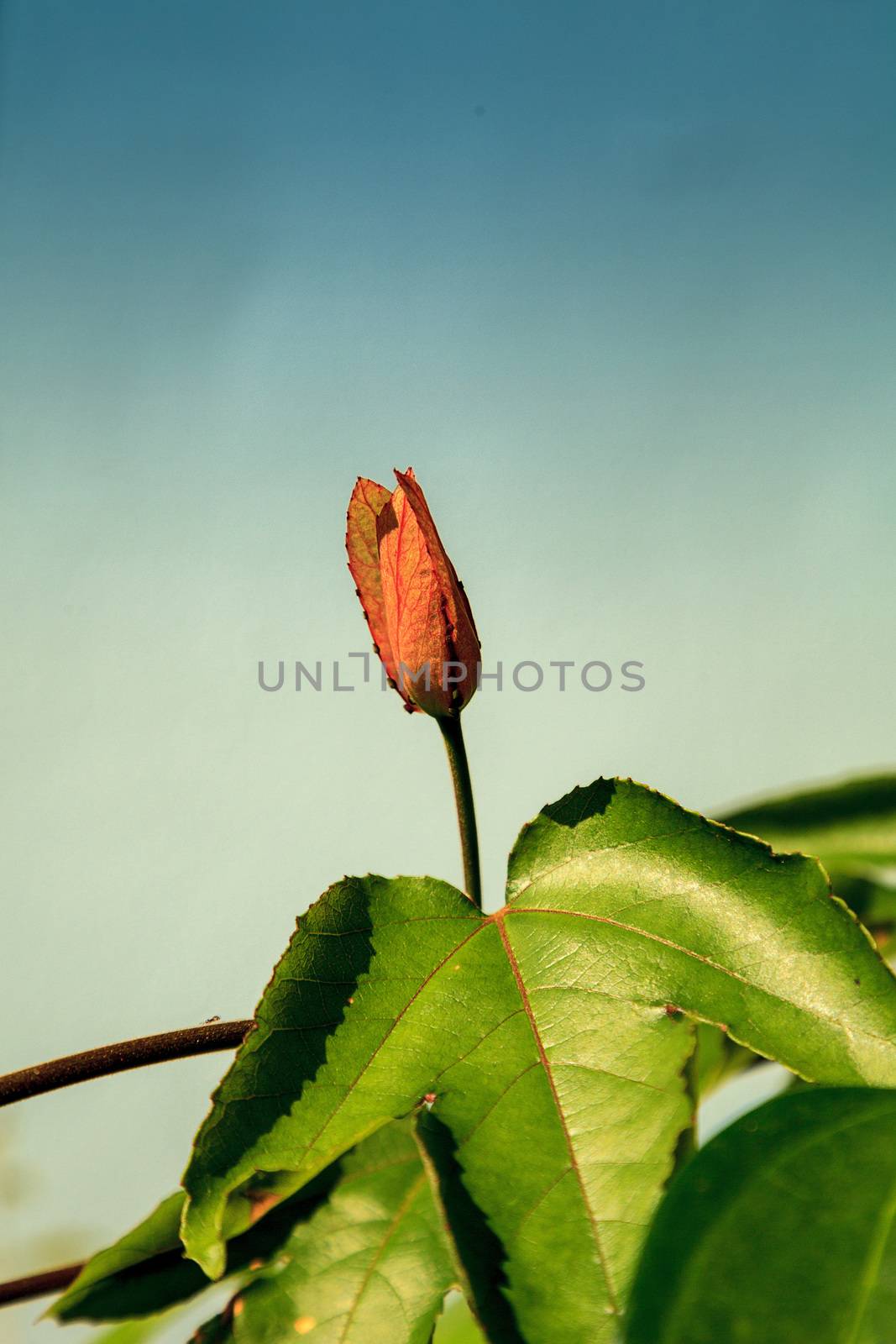 Blossom bud of a Red scarlet flame passionflower vine in Naples, Florida