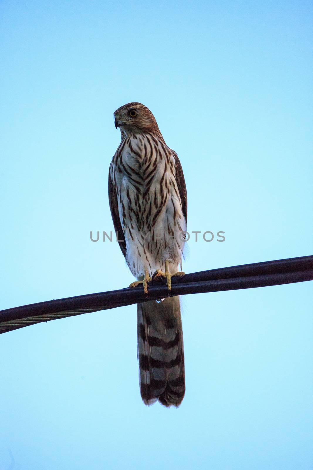 Juvenile light morph Red-tailed hawk Buteo jamaicensis perches on a wire in Naples, Florida