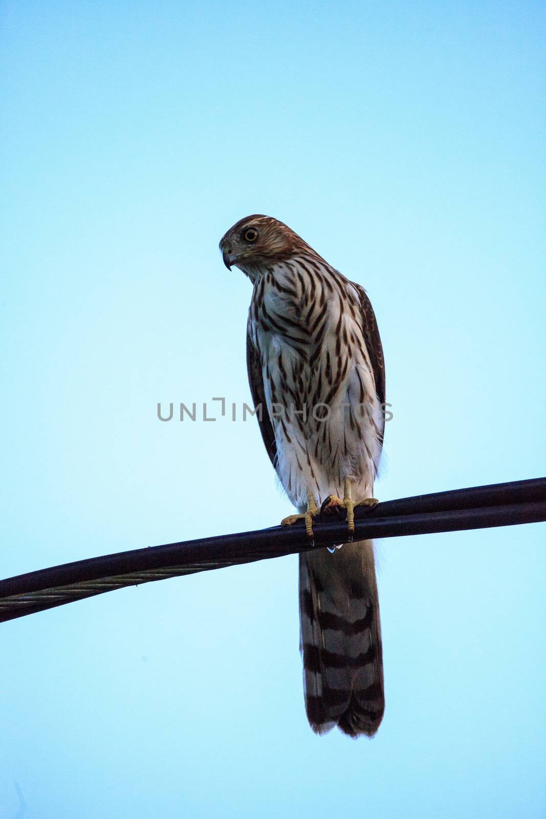 Juvenile light morph Red-tailed hawk Buteo jamaicensis perches on a wire in Naples, Florida