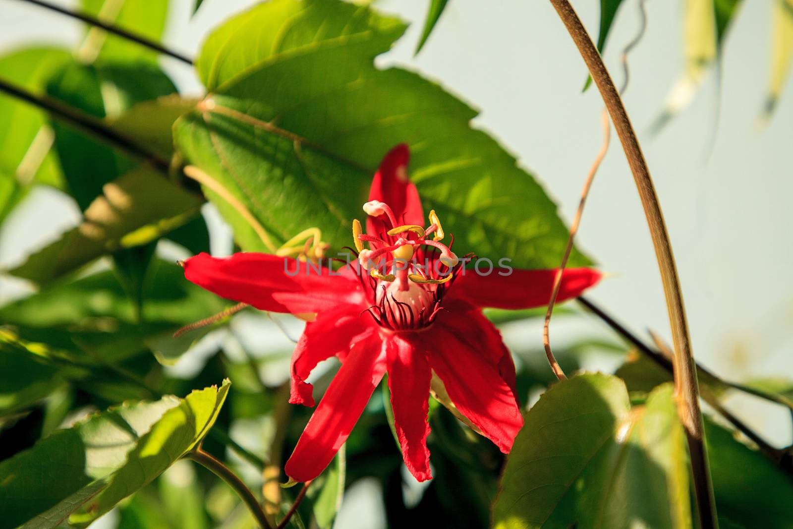 Red scarlet flame passionflower vine in Naples, Florida