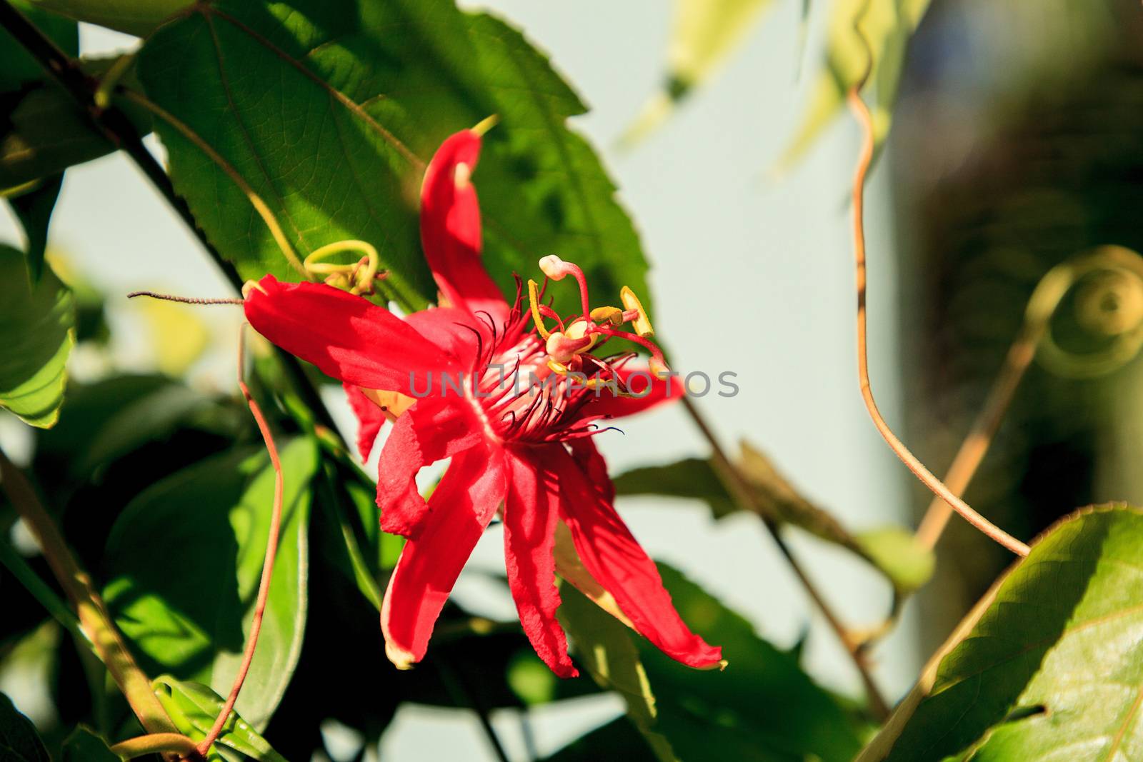 Red scarlet flame passionflower vine by steffstarr