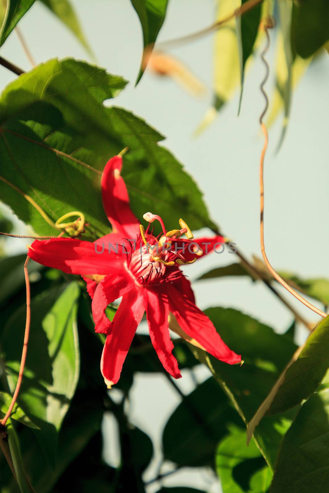 Red scarlet flame passionflower vine in Naples, Florida