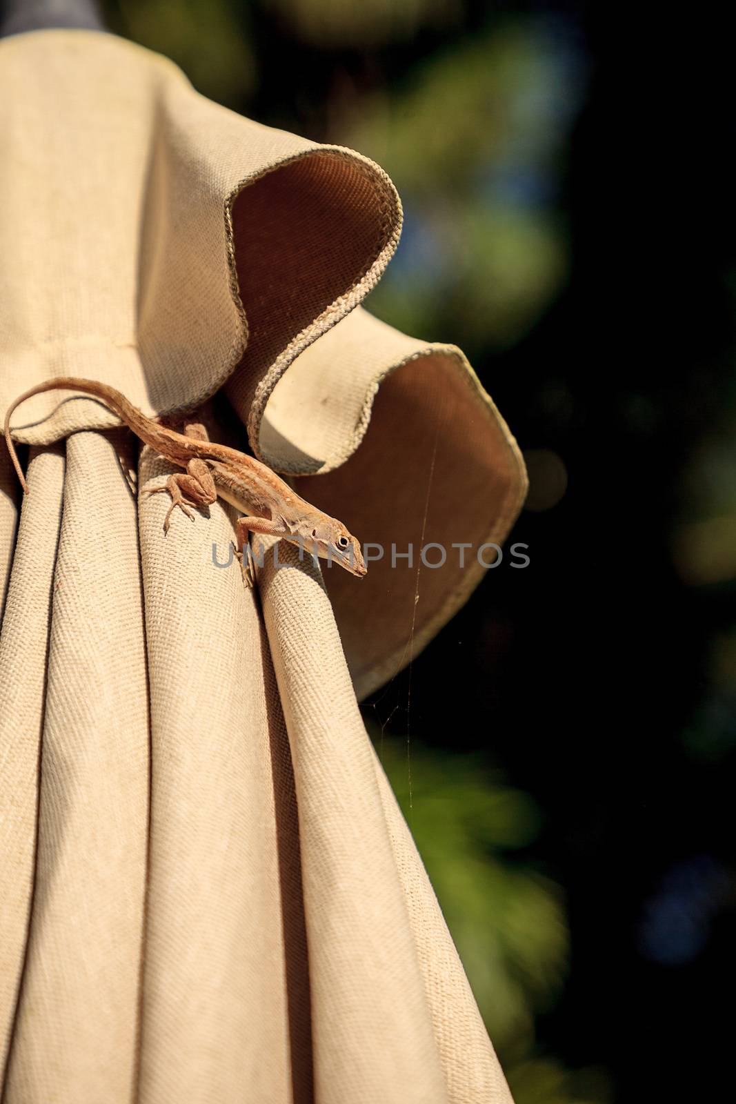 Brown Cuban anole Anolis sagrei hangs off a brown fabric umbrell by steffstarr