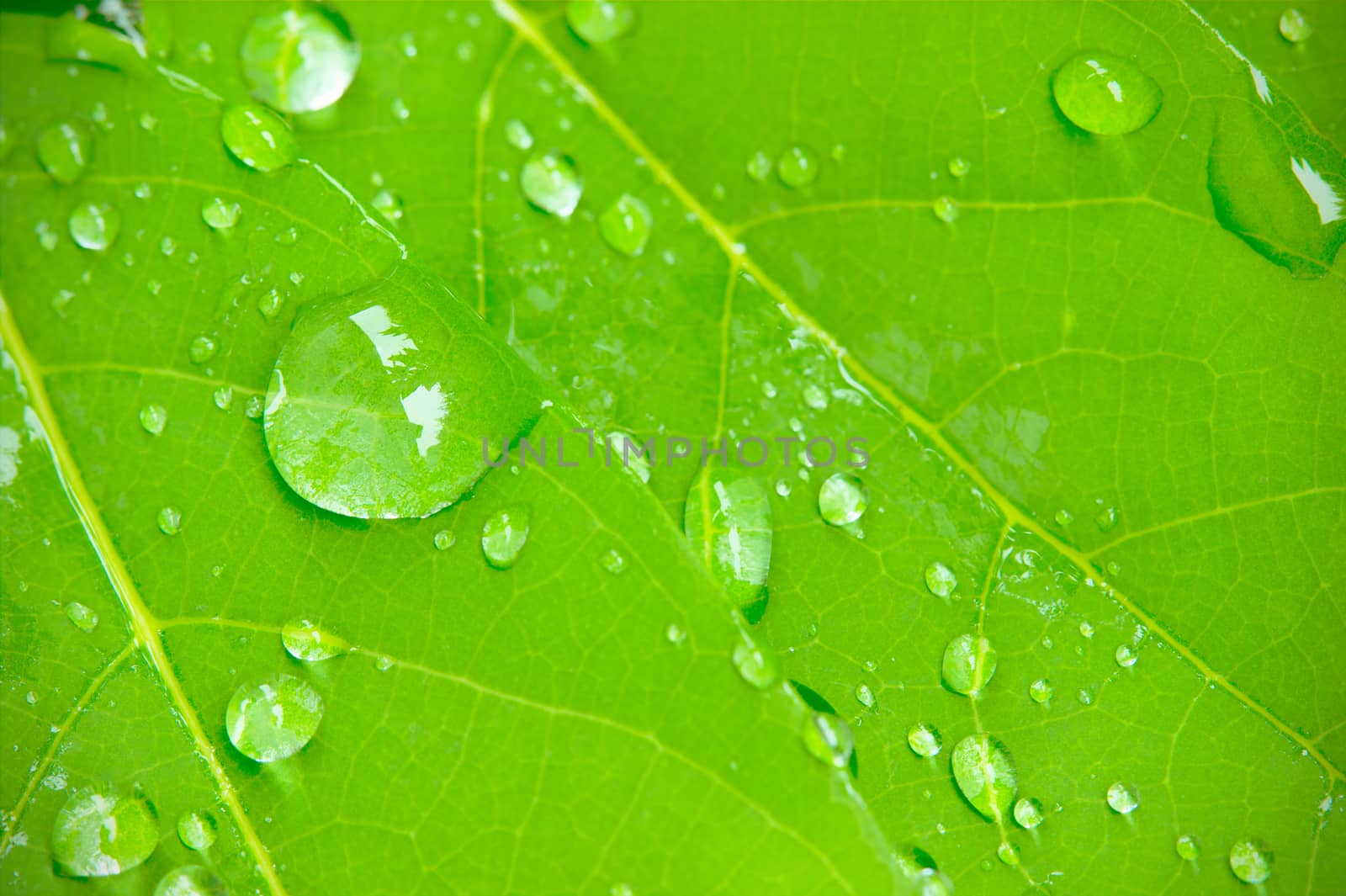 Closeup dew drops on leaves in the morning sunlight and green environment. Water droplets come from the rain on the leaves. The concept of beauty and perfection that nature has created.