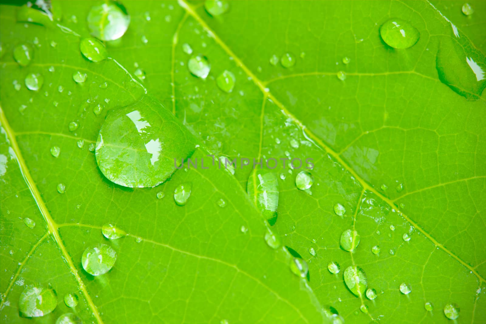 Closeup dew drops on leaves in the morning sunlight. by SaitanSainam