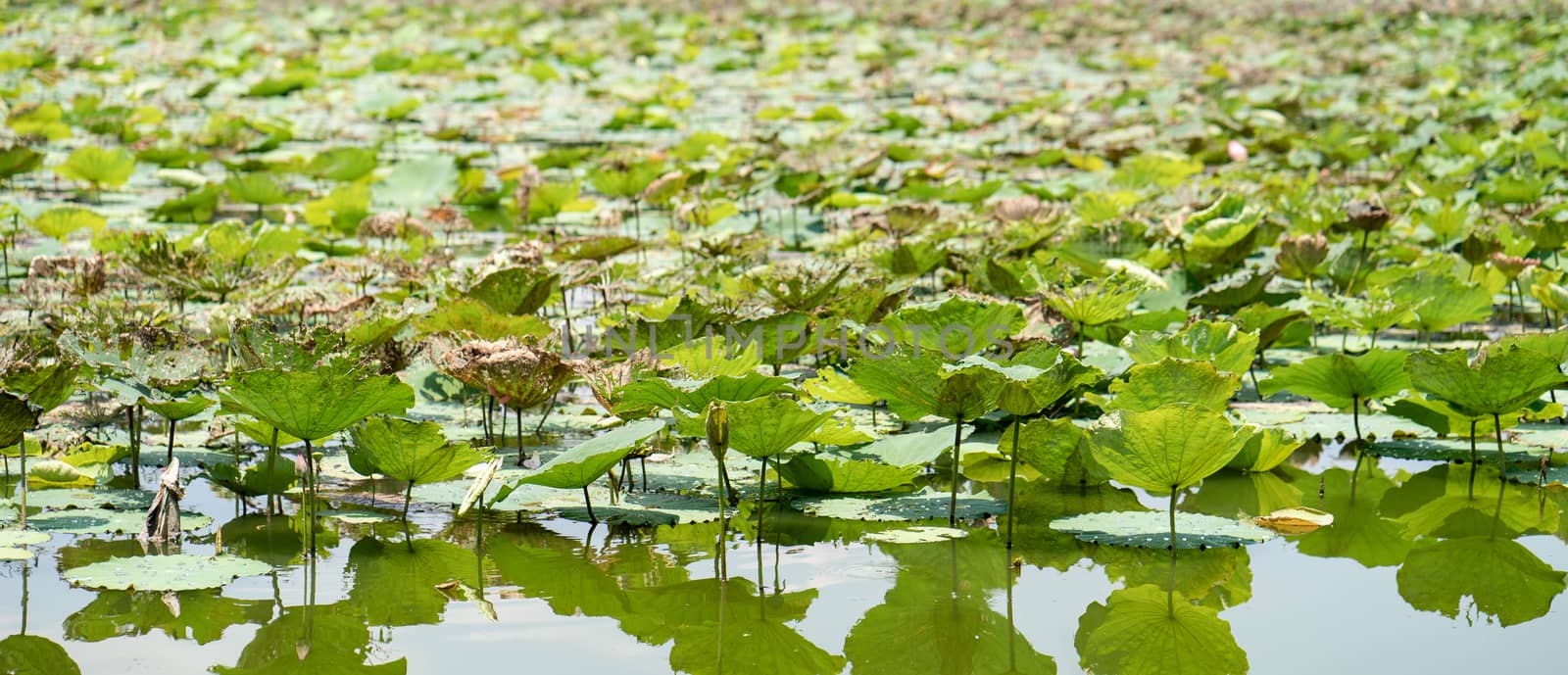 Lotus ponds in lake, water lily on the water, flower of the Budd by sirawit99