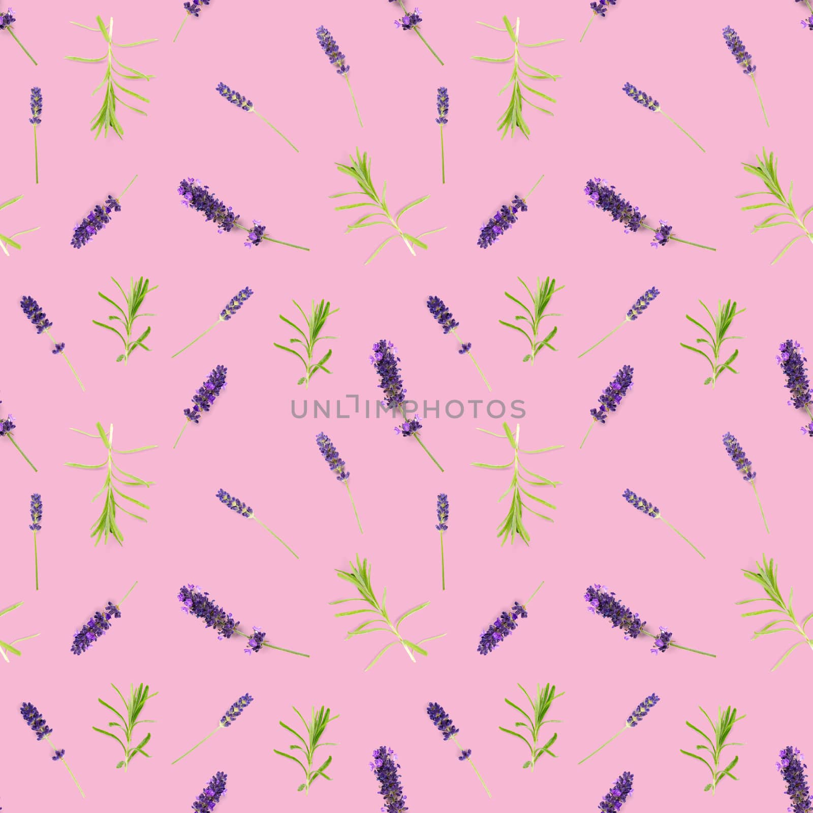seamless pattern made from lavender flowers isolated on pink. fresh lavendel blossoms background. floral pattern.