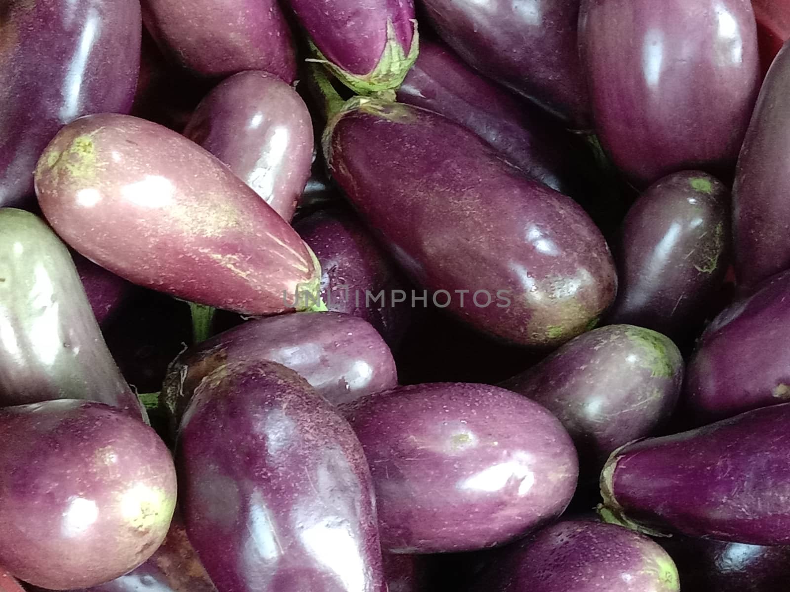 Fresh and healthy Raw Brinjal Stock on Shop