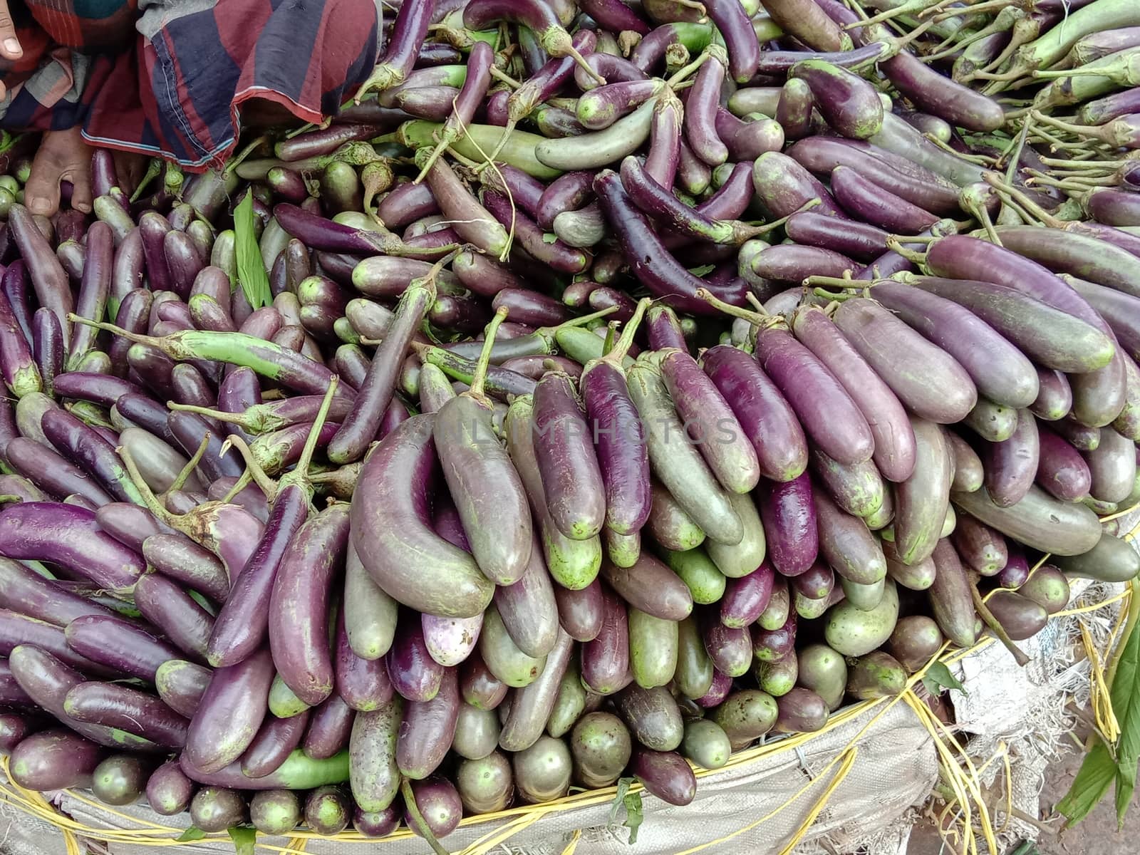 Fresh and healthy Raw Eggplant Stock on Shop