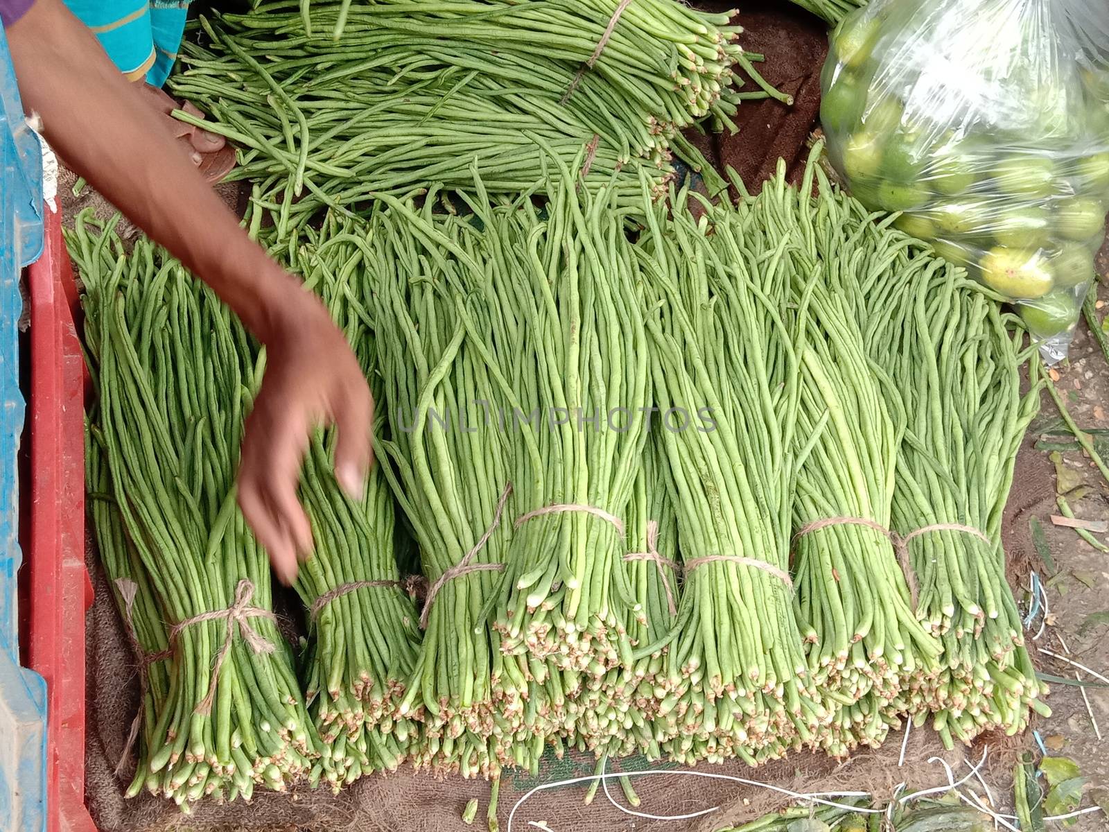 raw fresh and healthy Asparagus Bean stock on shop