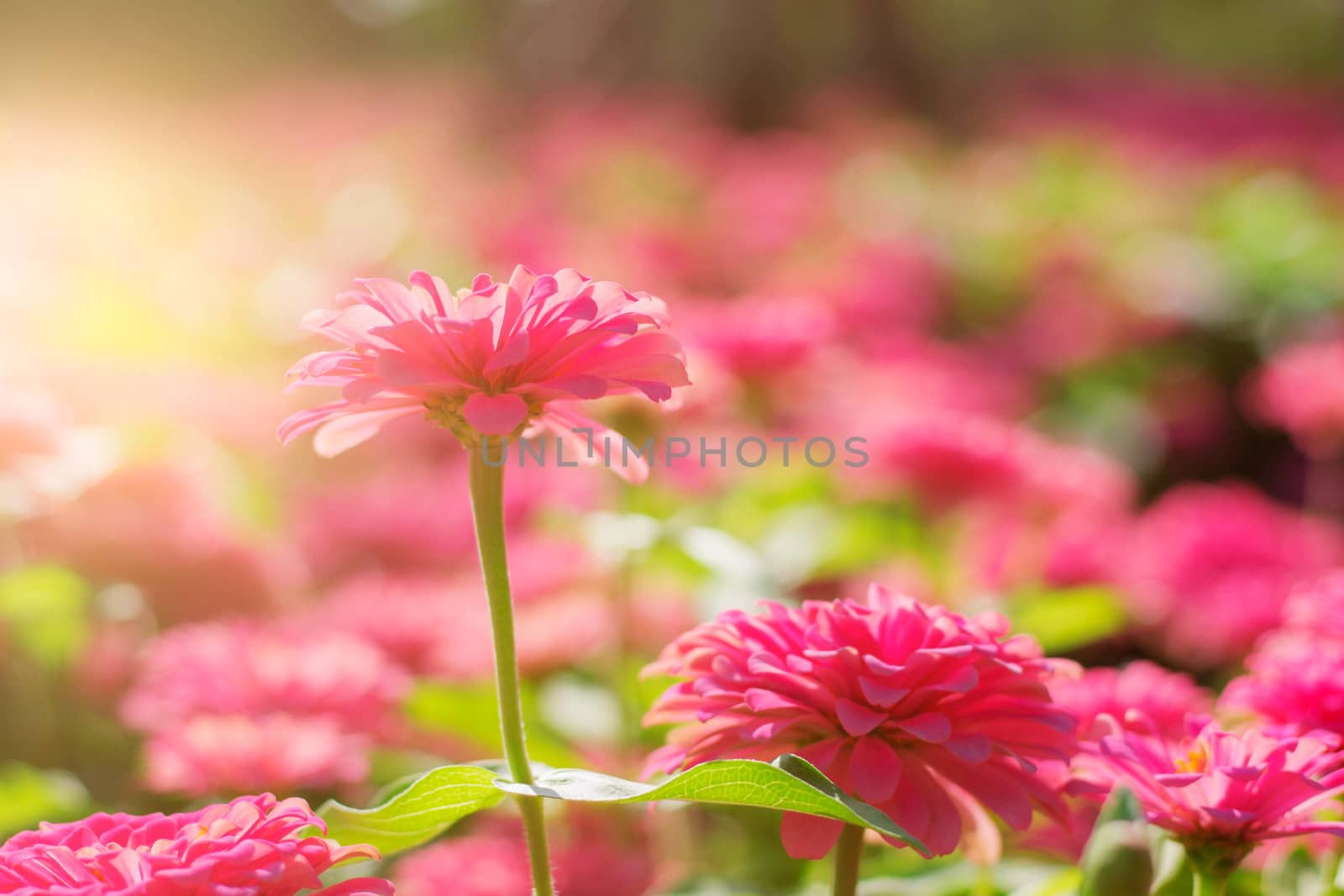 Chrysanthemum pink with morning at sunlight.