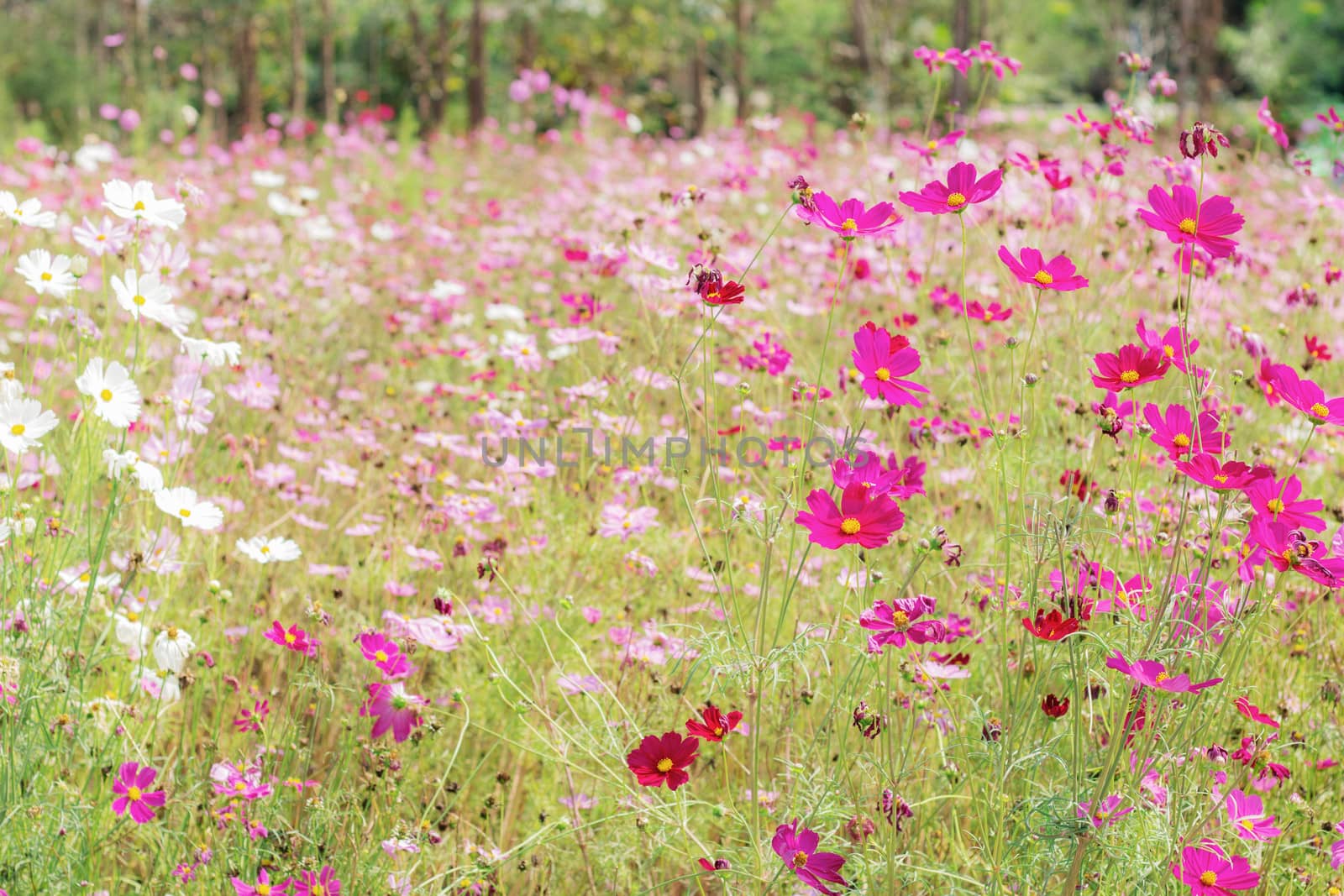 Cosmos flowers in the garden with sunlight of summer.