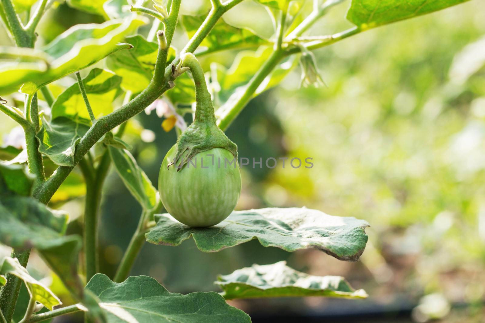 Eggplant on tree in the plantation with sunlight.