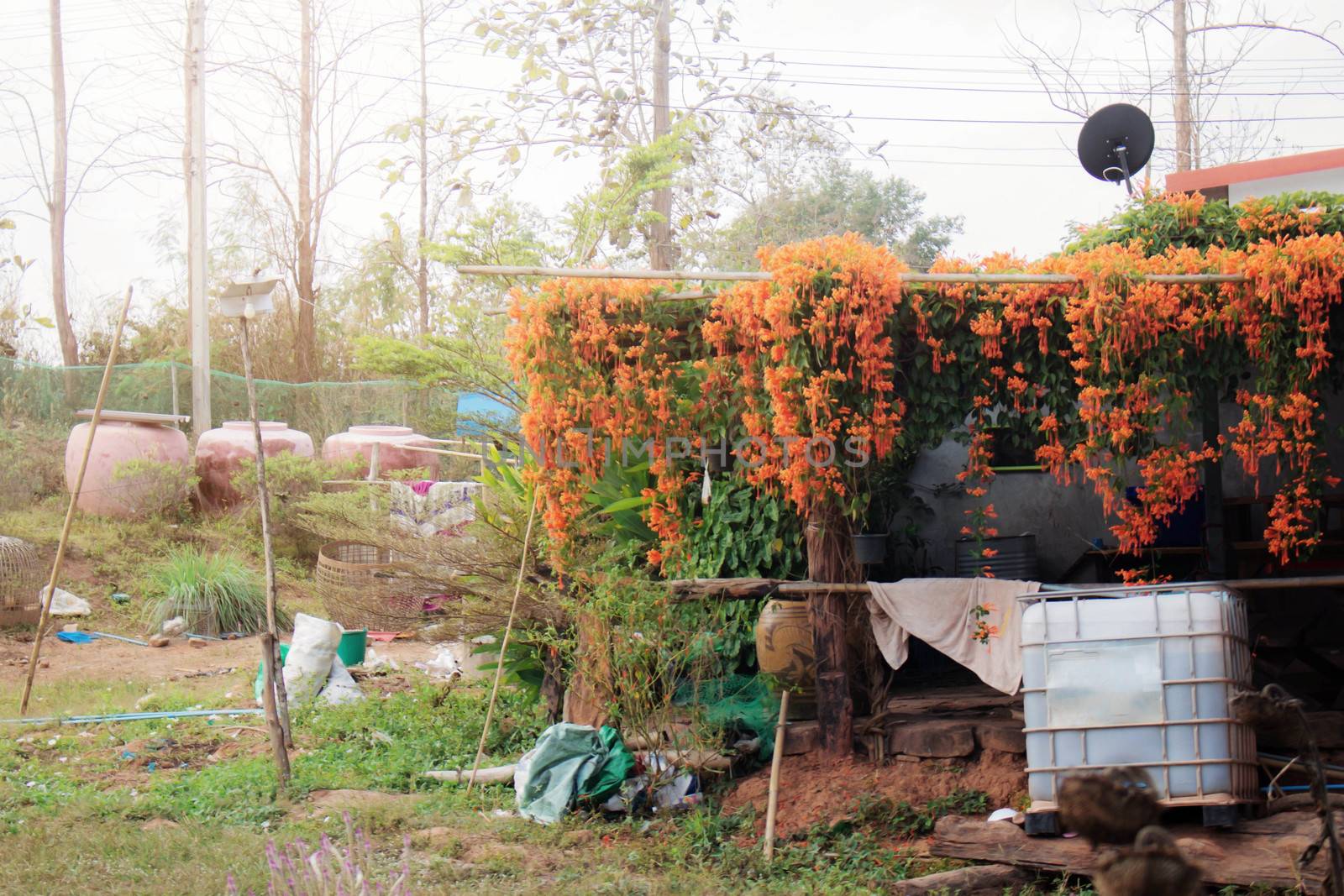 flowers and natural at home in the countryside.