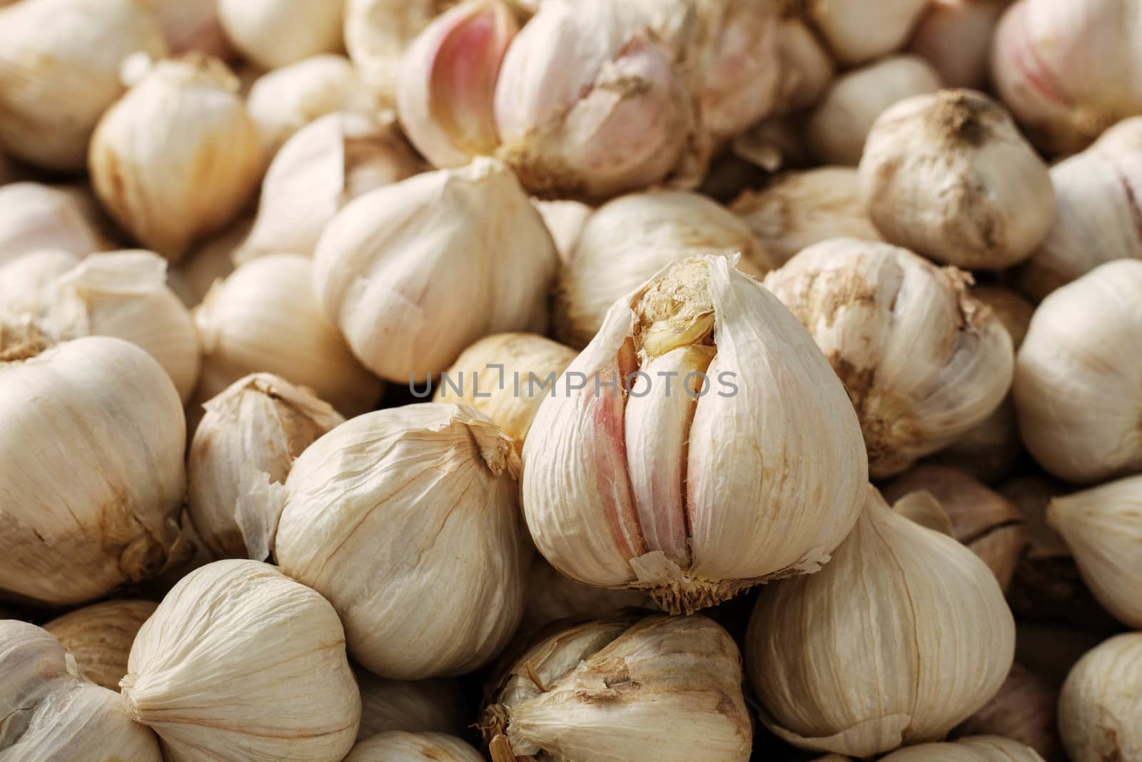 Dried garlic with surface of background.