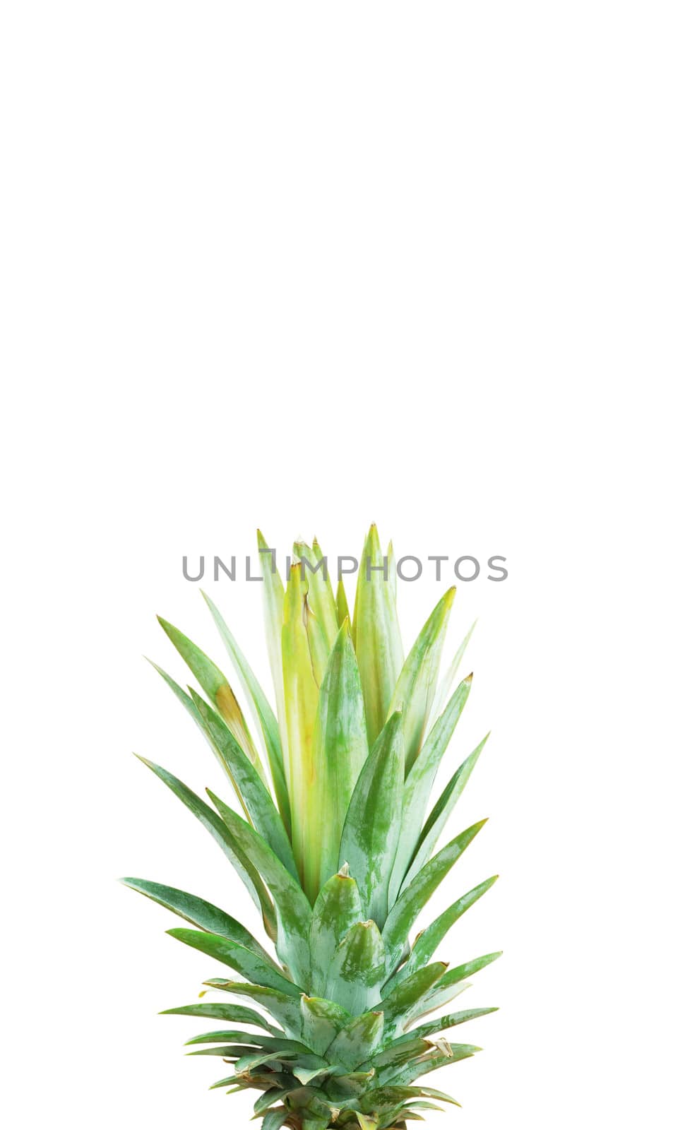 Pineapple of leaves with the white background.