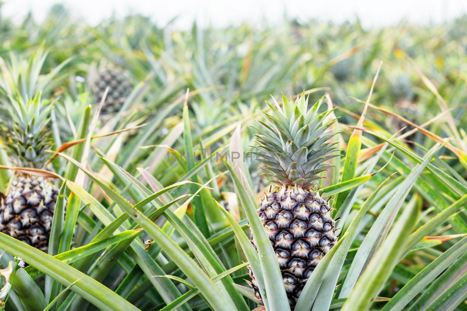 Pineapple on tree in farm with growing.