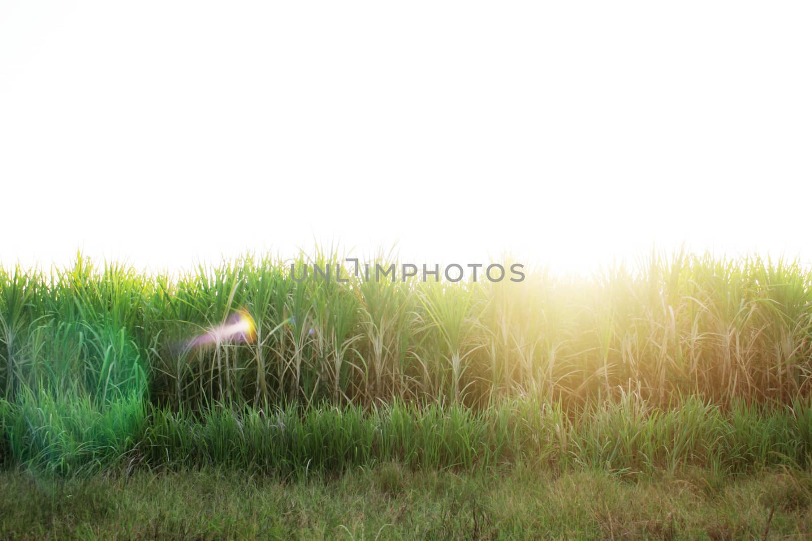 Sugarcane field and pasture with the sunlight.