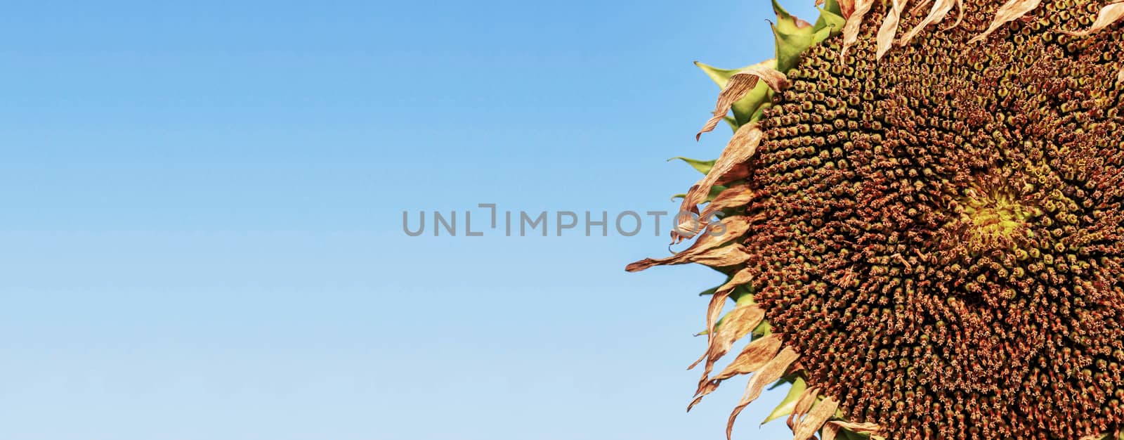 Sunflower dries on blue sky. by start08