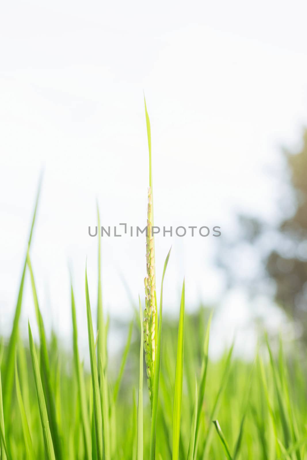 Rice ears growing in field with the sky.