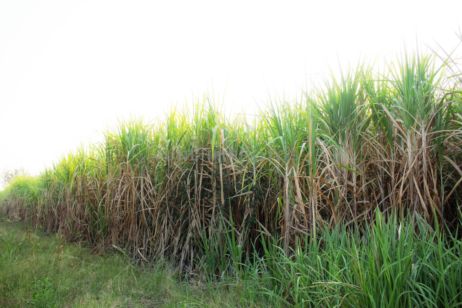 Sugarcane on field with the sky.