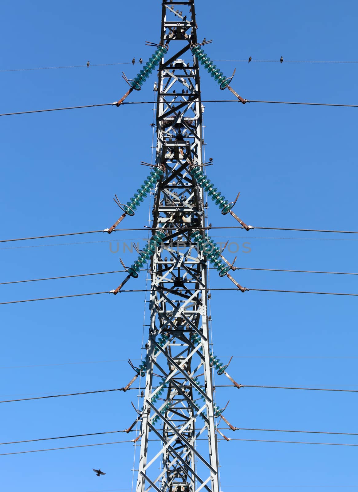 Energetic pylon with a lot of starlings, the Netherlands