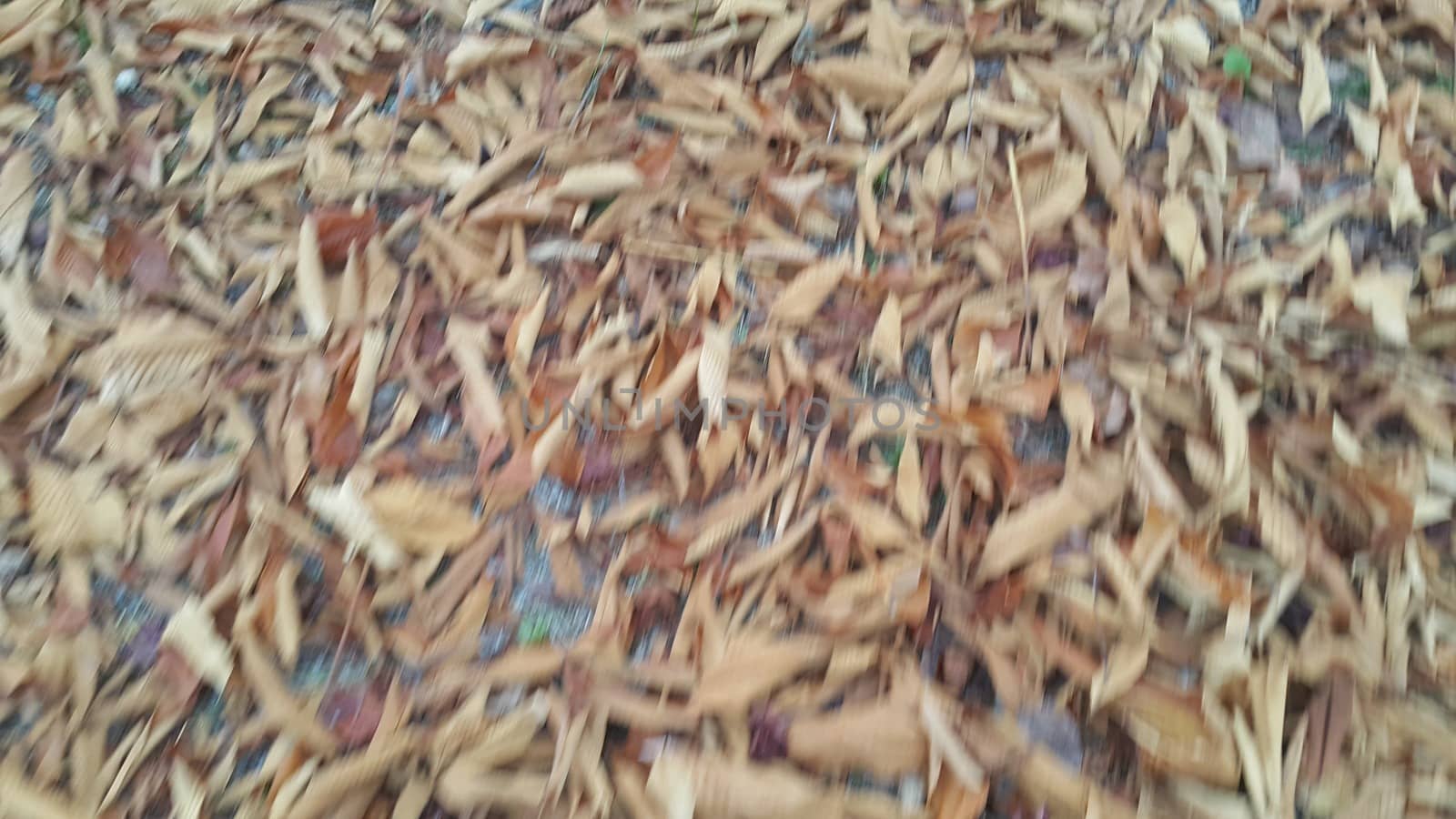 Dried brown and fresh green leaves on floor during autumn season by Photochowk