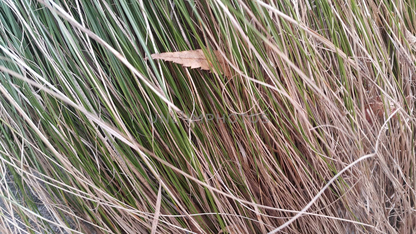 A close up view of green and dried grass by Photochowk