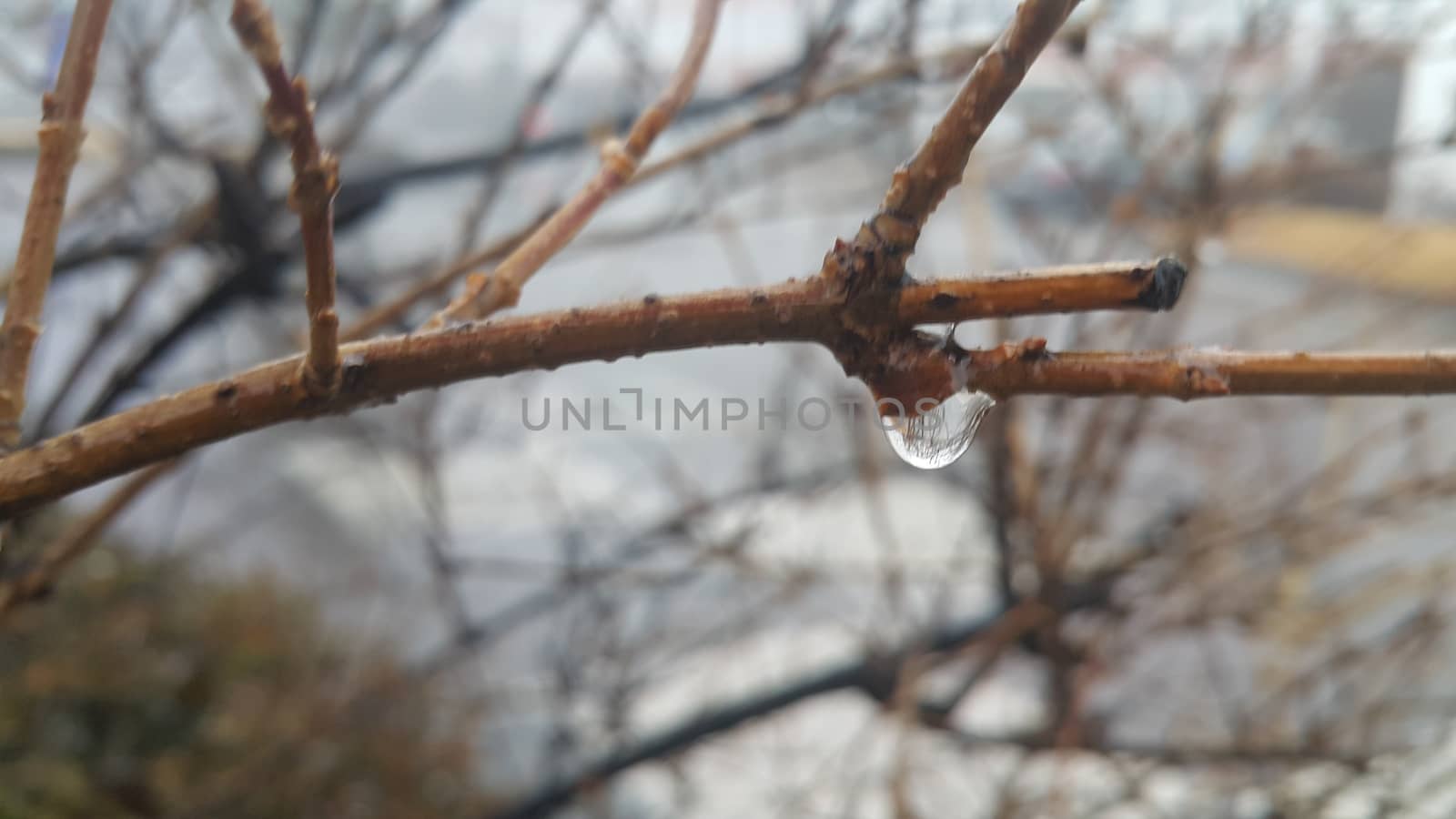 Closeup macro view of tree branches with water drop dripping in autumn season. a drop of water at the end of a branch like a teardrop. Rainy weather background