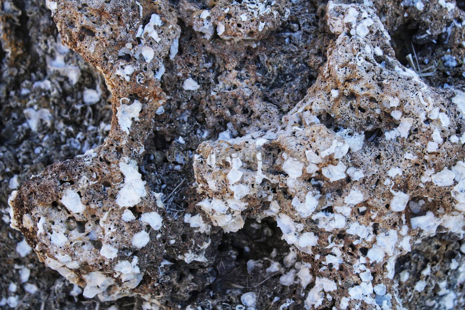 Texture of a rock on the shore