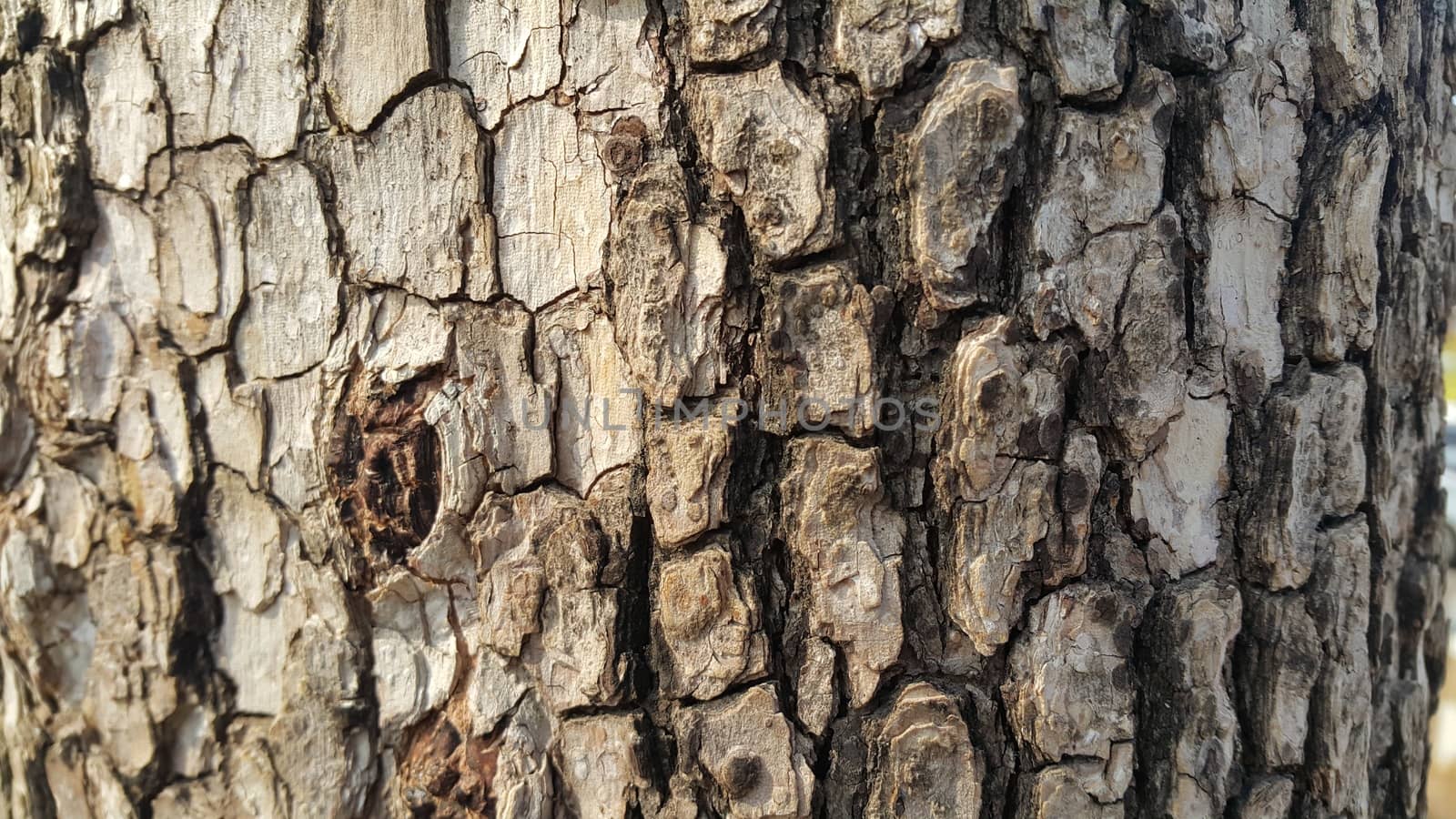 close up view of tree peel: Macro close up texture for background and texture.  Tree bark texture.