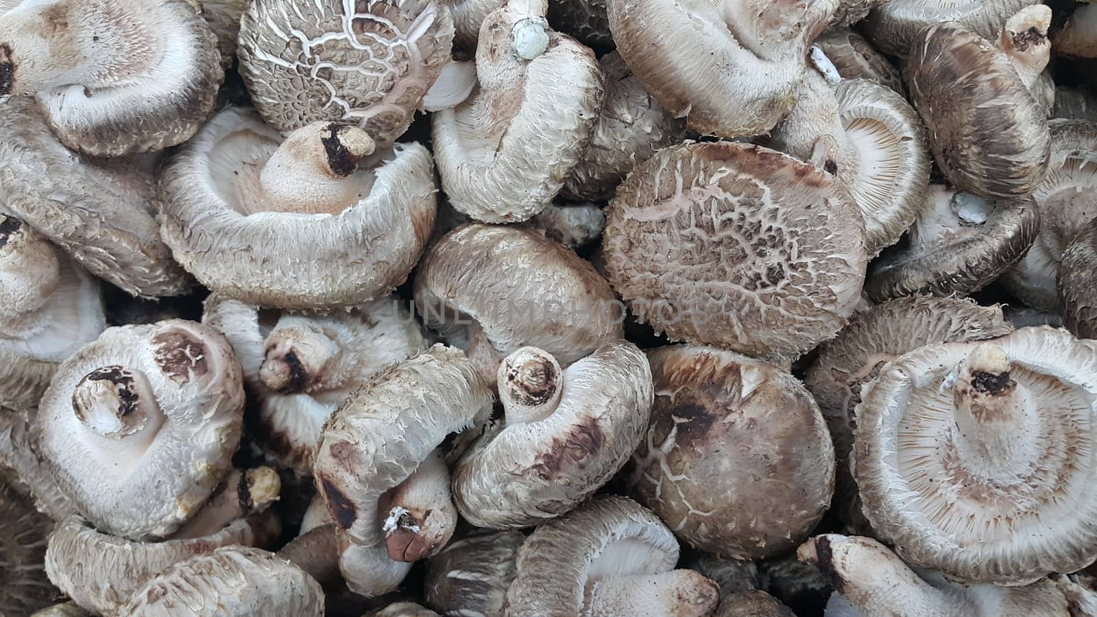 Closeup view of big pile of fresh harvested mushroom by Photochowk