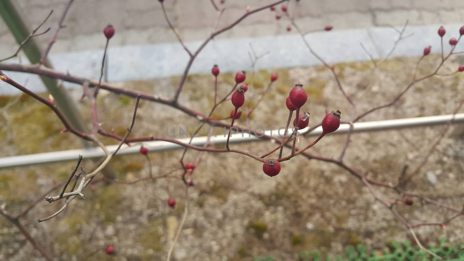 Close up view of dog rose bushes with red berries hanging from plant branches during winter season.