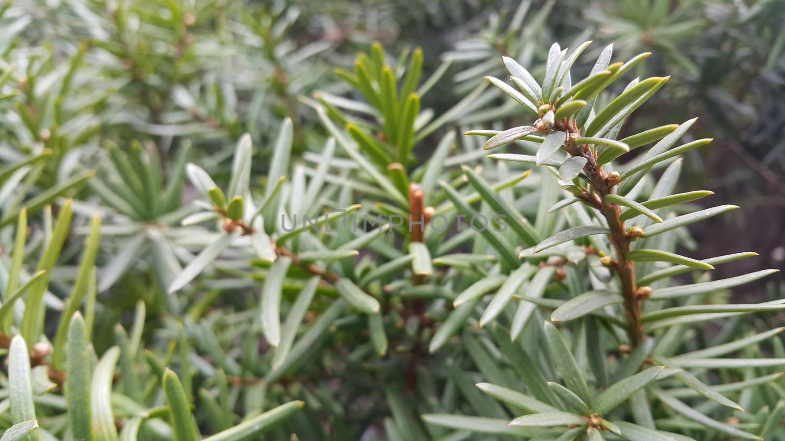 Green leaves of Taxus baccata, European yew which is conifer shrub with poisonous and bitter red ripened berry fruits.