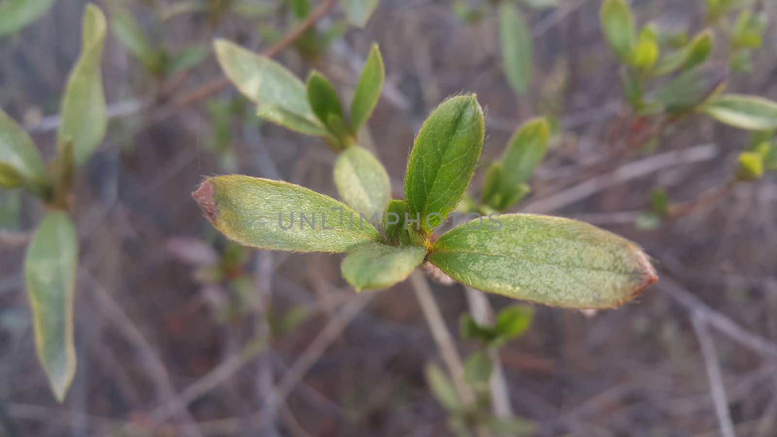 Closeup view of green leaves in the spring season. The leaves are green in color with greenis brown branches seen in the background