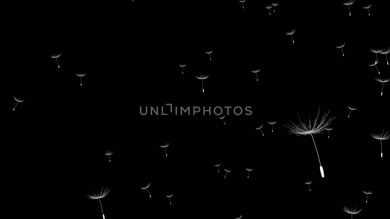 Closeup view of Dandelion or blow ball blowing in the air against black background