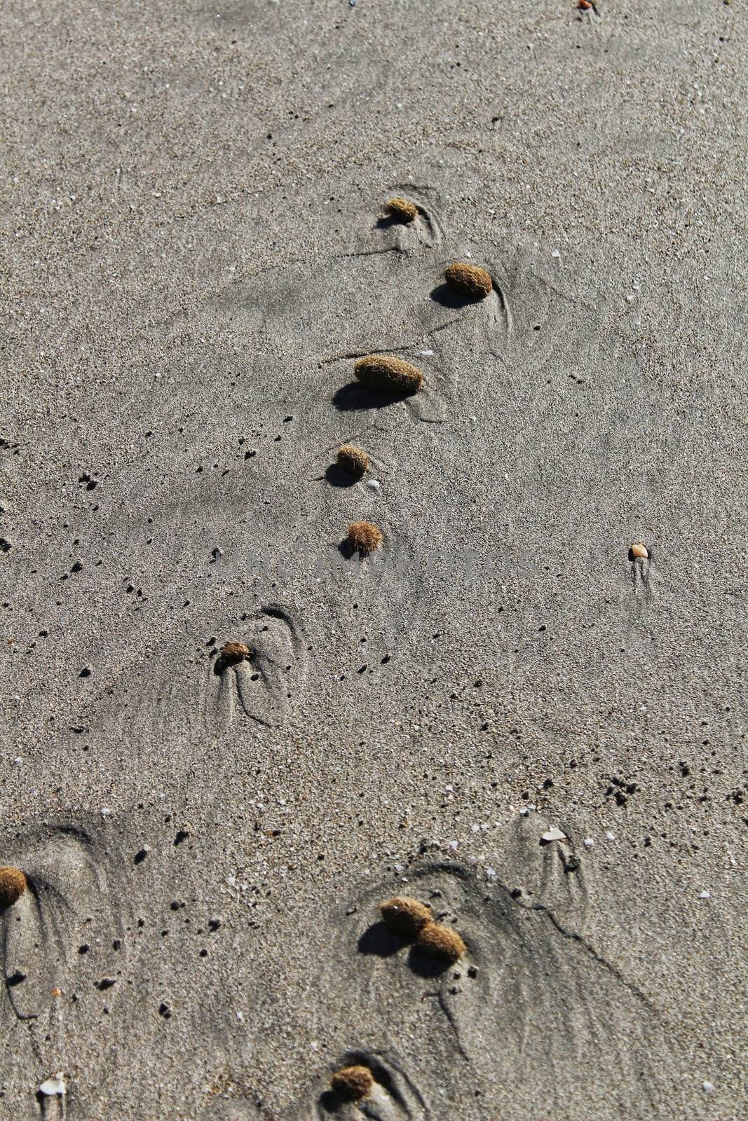 Textures on the beach sand in a sunny day