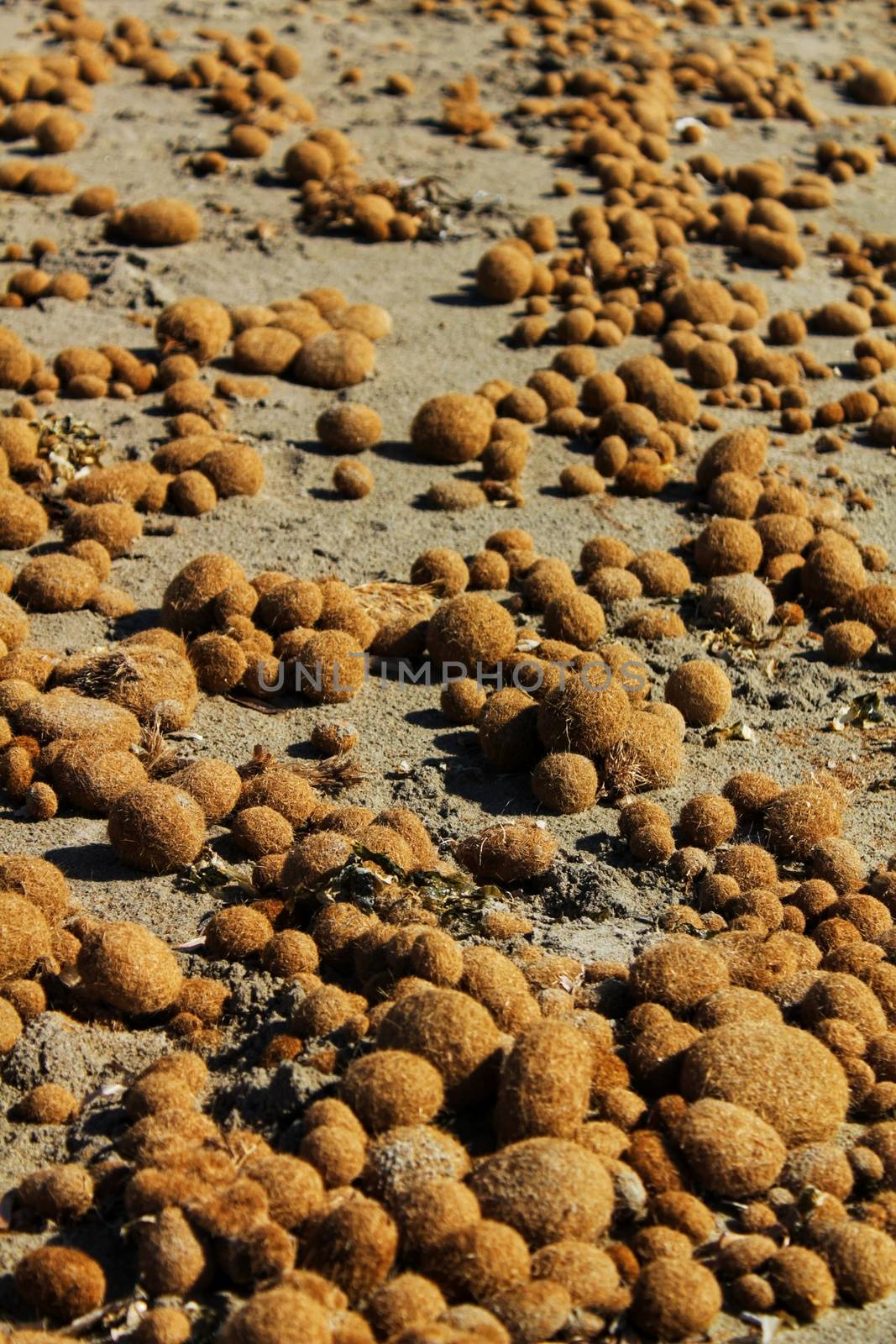 Dry oceanic posidonia seaweed balls on the beach and sand texture in a sunny day in winter