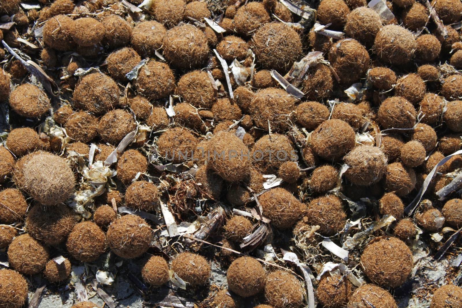 Dry oceanic posidonia seaweed balls on the beach and sand texture in a sunny day in winter