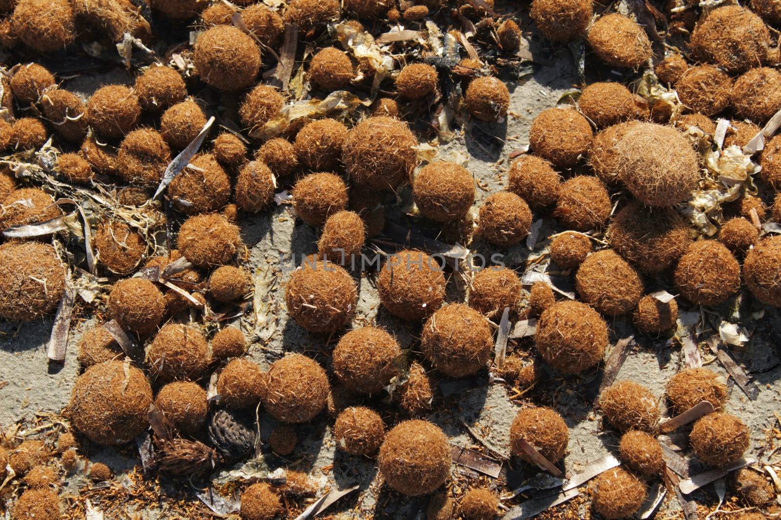 Dry oceanic posidonia seaweed balls on the beach and sand texture in a sunny day in winter