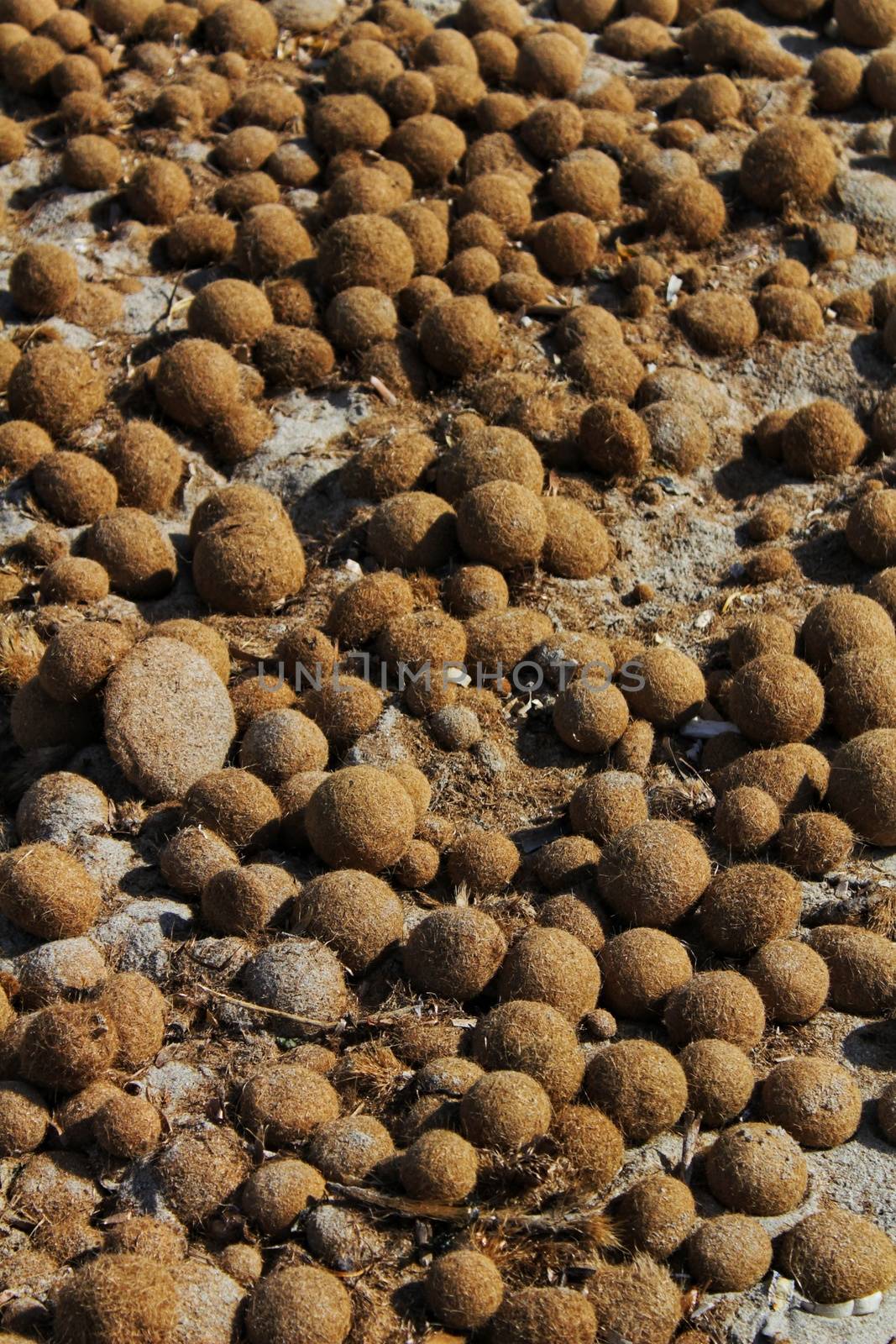 Dry oceanic posidonia seaweed balls on the beach and sand texture in a sunny day in winter