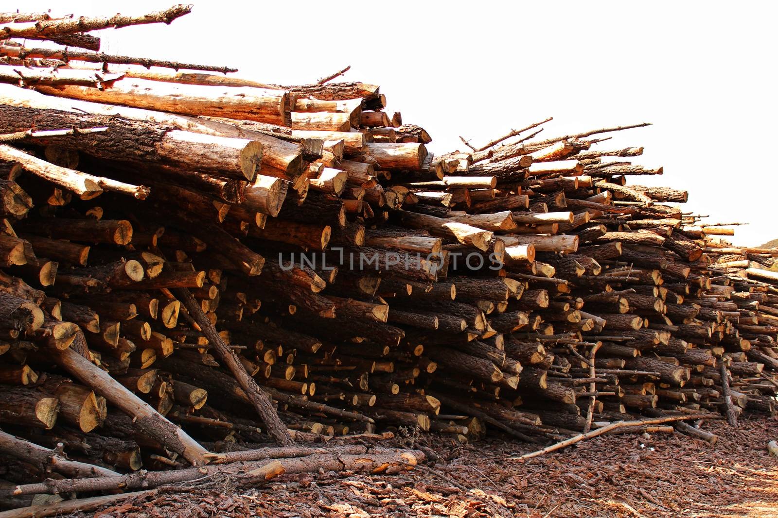 Trunks cut down waiting to be transported in a spanish forest in spring