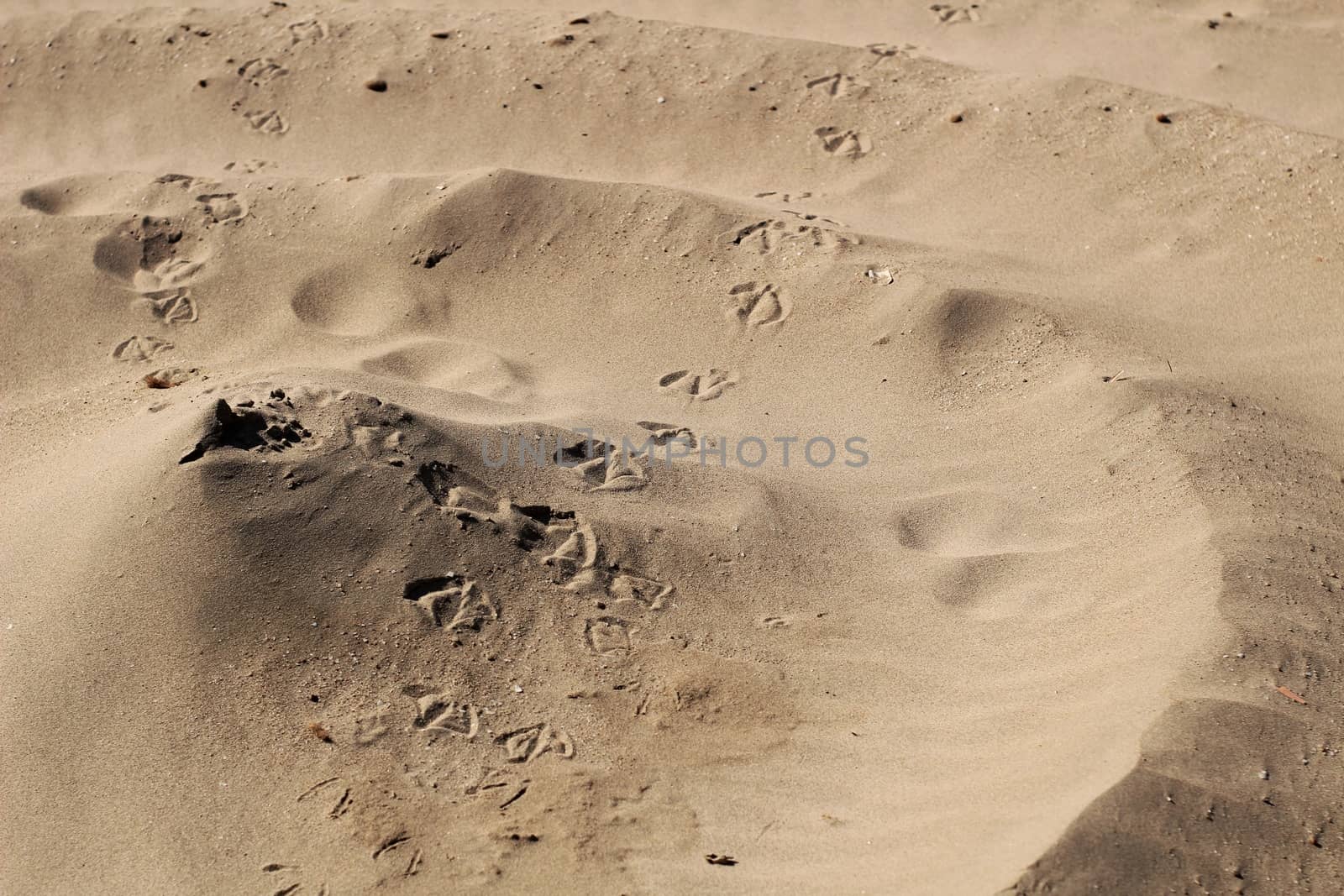 Sand texture and spiral shaped dune on the beach in the morning