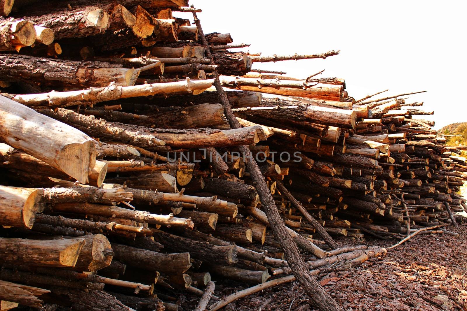 Trunks cut down waiting to be transported in a spanish forest in spring