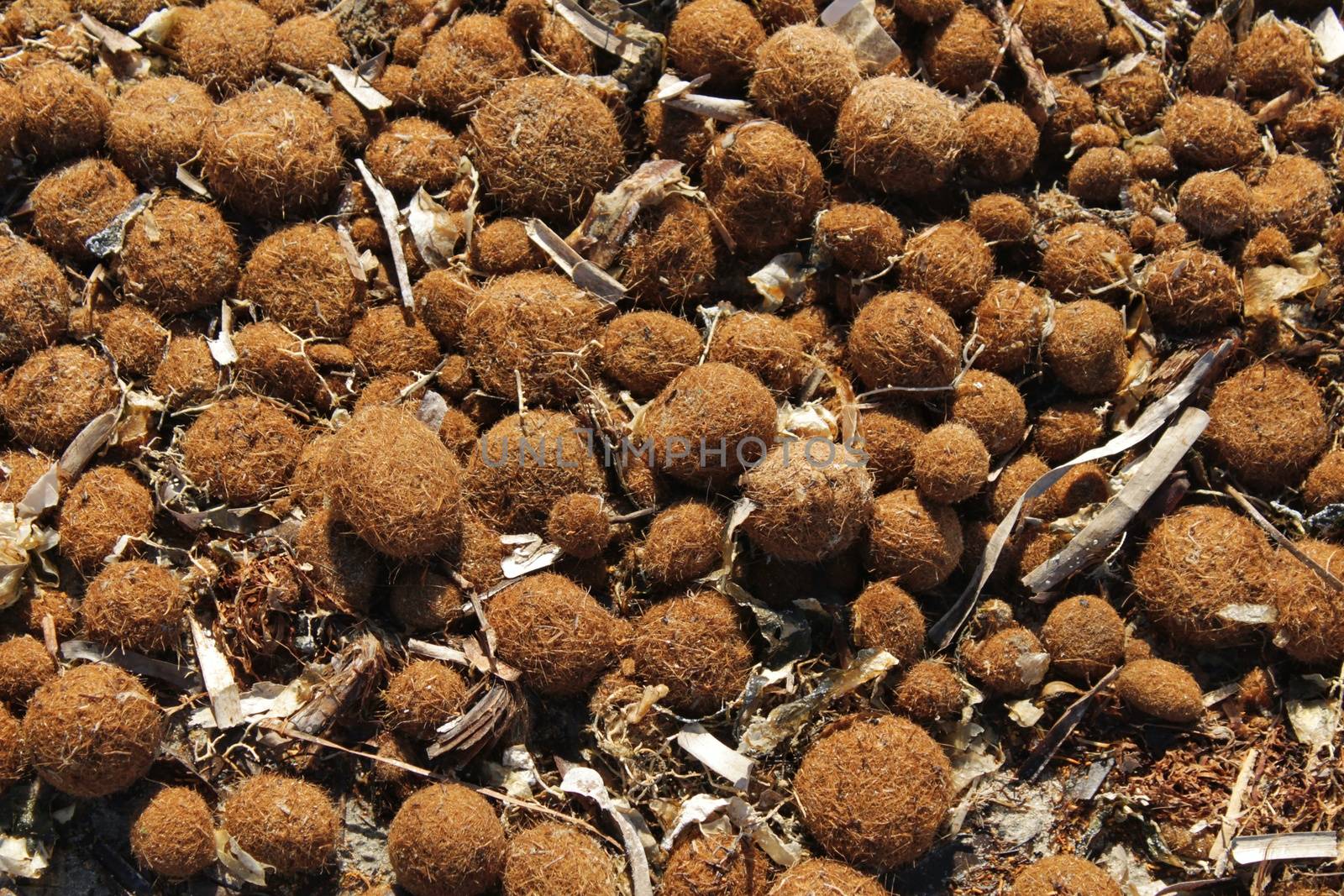 Dry oceanic posidonia seaweed balls on the beach and sand texture in a sunny day in winter