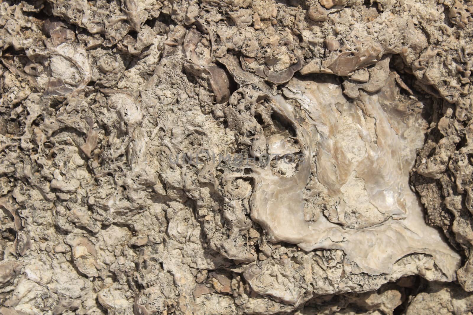 Brown rock texture with marine fossils