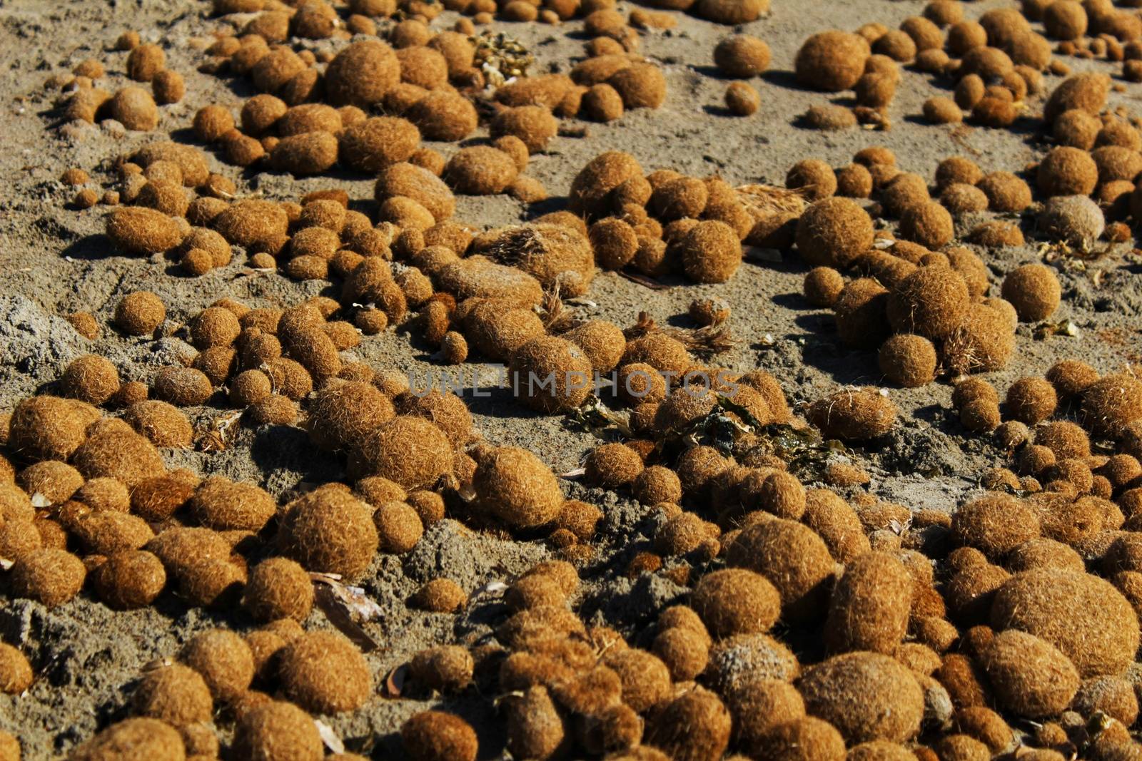Dry oceanic posidonia seaweed balls on the beach and sand texture in a sunny day in winter