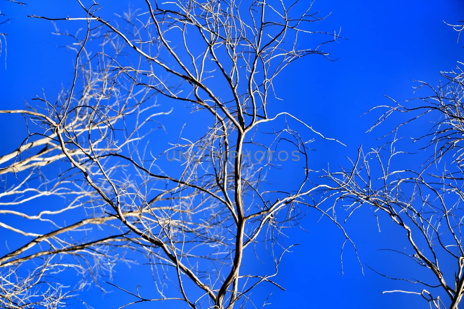 Branches of dry and dead tree under blue sky in Autumn
