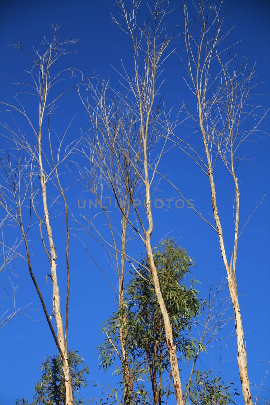 Branches of dry and dead tree under blue sky by soniabonet