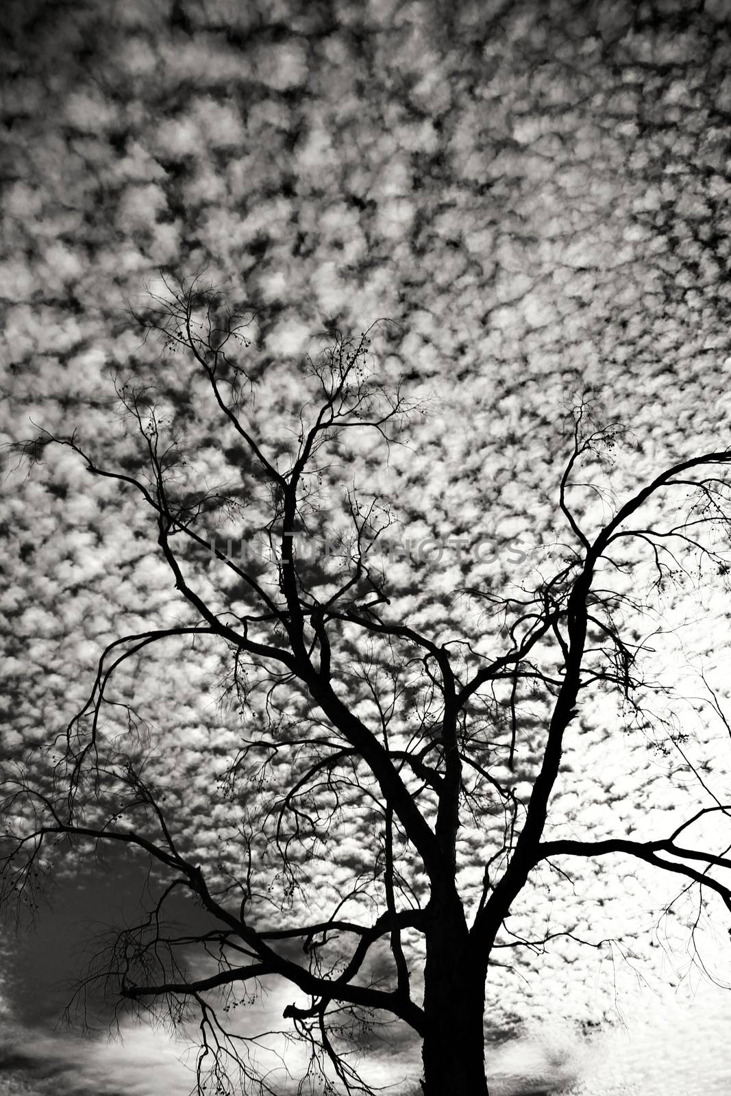 Sky with Altocumulus clouds and tree silhouette by soniabonet